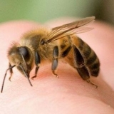 Kako liječiti ubod pčele